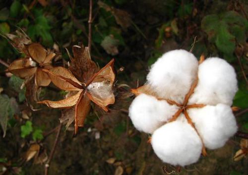 China changes policy India's cotton exports hit