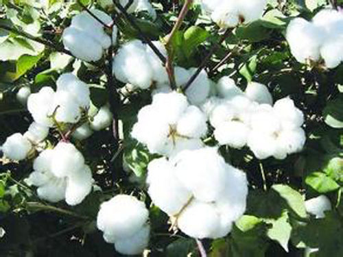 Xinjiang cotton supplemented by "area gas" according to area