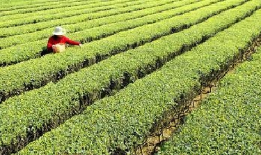 The effect and role of green tea