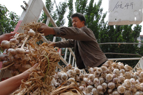 Shandong garlic prices fell sharply