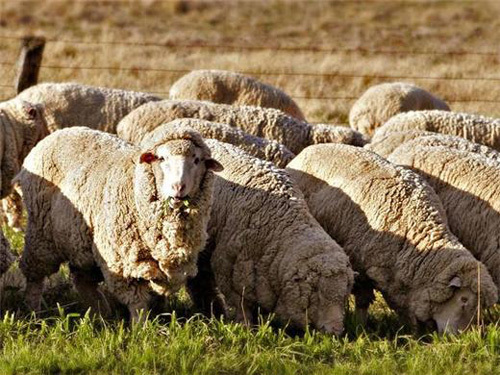 The wool market has a shortage of quality wool, coarse hairs, and wounds.