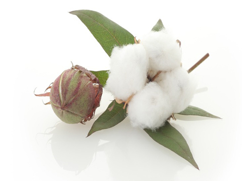 The three major features of the cotton industry's new normal