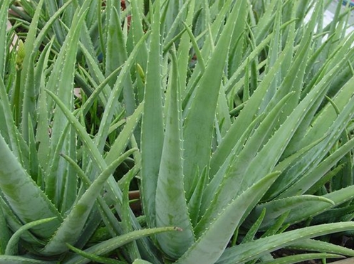 How to eat aloe