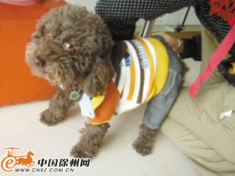 Did pet clothing "Moe" come to you? Rising prices and sales