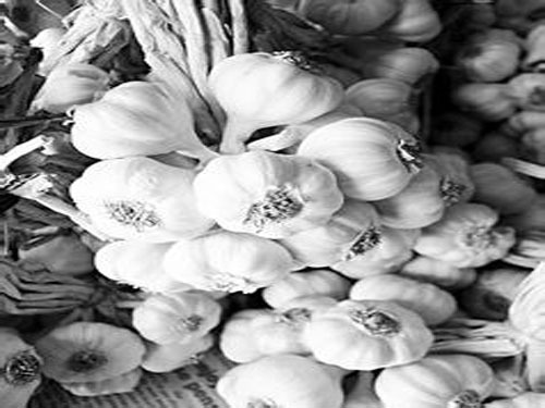 Shandong Jinxiang garlic straw turned high-quality feed