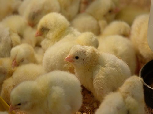 Domestic chicken seedling market supply and demand imbalance