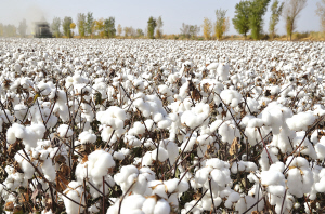 Casting Reserves Will Lead to Domestic Cotton Market