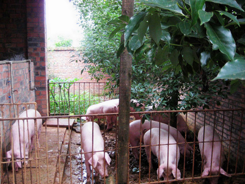 Central investment 2.5 billion to support pig breeding Each breeding sow subsidy