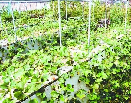 Yantai Alternative Strawberry Growing in Bird Nest