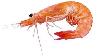 The nutritional value of shrimp