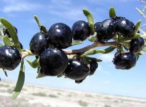 Wild black cockroaches in Qinghai were wildly picked