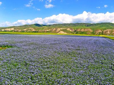 Flax species classification