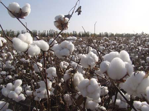 Long-staple Cotton: Can We Guarantee "Endurance"