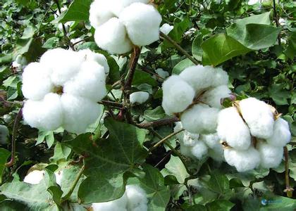 This year's seed cotton purchase price is higher and higher