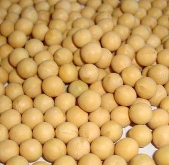 Ministry of Agriculture Says China Is Not in Transgenic Soybean