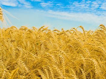 China's grain continues to increase production difficulty in successive years