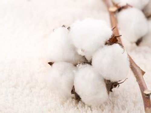 Important content of the reform of the physical examination of cotton