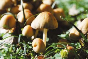 Mushroom supplement fertilizer 8 steps