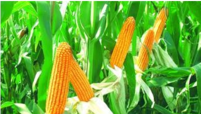 Chongqing Farmers' Chinese Medicinal Products Intercropping Maize Double Income Increase