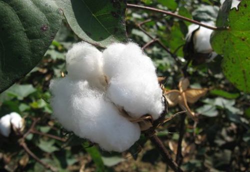 Henan: Unable to bear the weight of cotton