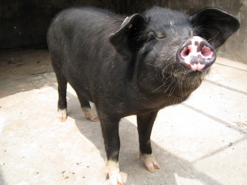 Chinese pigs start to shake the world economy