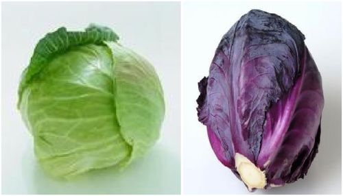 The difference between purple cabbage and cabbage