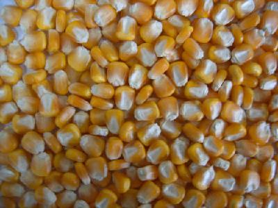 New corn prices fall