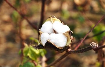 Pakistan's cotton prices held steady