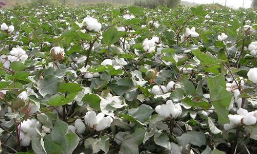 Foreign demand cotton inquiry increased