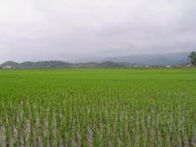 Rice potassium fertilizer should pay attention to what matters?