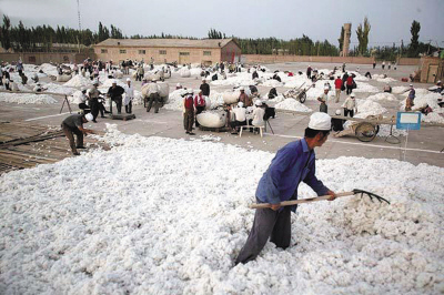 The decline in cotton prices is only a guarantee for cotton farmers to abandon cotton from the grain