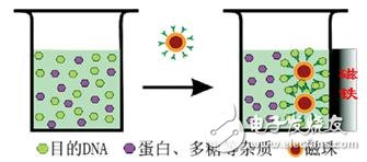 What is biomagnetic beads? Introduction to DNA extraction by magnetic beads