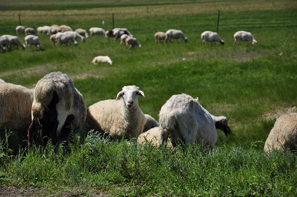 Diagnosis and prevention of coccidiosis in sheep diarrhea