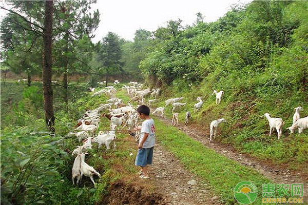 å¦‚ä½•å…»æ®–å°é¦™ç¾Šï¼Ÿå°é¦™ç¾Šçš„ç‰¹ç‚¹ä»‹ç»åŠå…»æ®–è¦ç‚¹