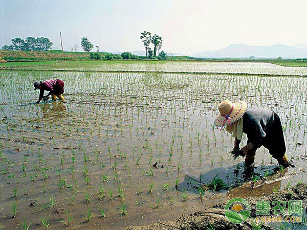 Rice planting technology