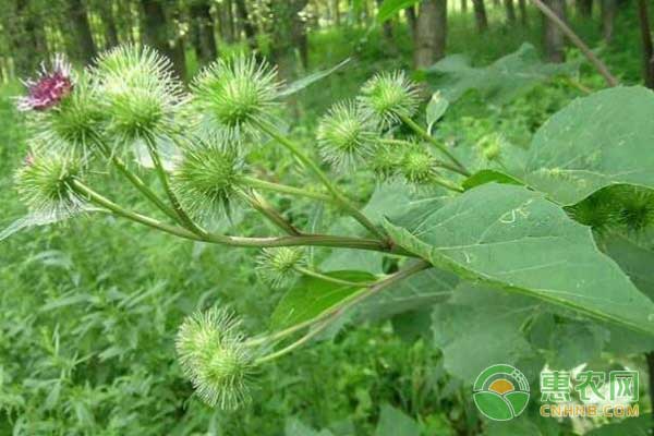 ç‰›è’¡ç§æ¤æŠ€æœ¯è¦ç‚¹