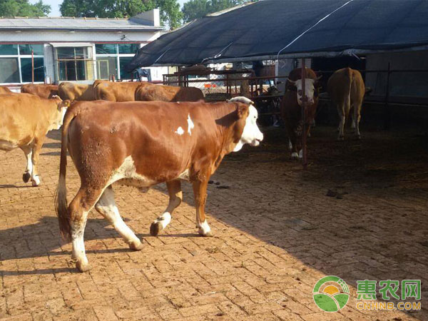 Attention should be paid to the prevention and control of cattle epidemic fever during the summer and autumn alternation