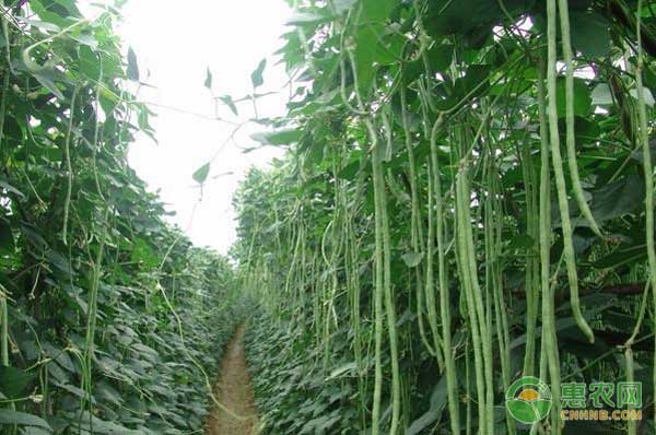 æ—©æ˜¥å¤§æ£šè±†è§’ç§æ¤æœ‰å“ªäº›å…³é”®çš„çŽ¯èŠ‚ï¼Ÿå¦‚ä½•ä¿ƒé«˜äº§ï¼Ÿ
