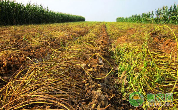 Peanut harvesting period