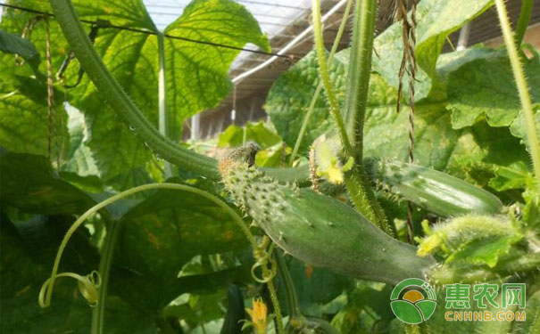 Method for preventing common malformation of cucumber in greenhouse