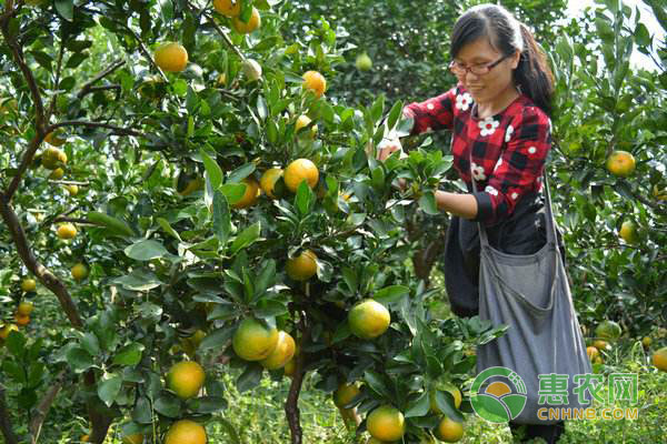 å†œå®¶ä¹ç»è¥æŠ€å·§ï¼šå¦‚ä½•æ—¢é™ä½Žå†œå®¶ä¹è¿è¥æˆæœ¬åˆå¢žåŠ æ”¶å…¥