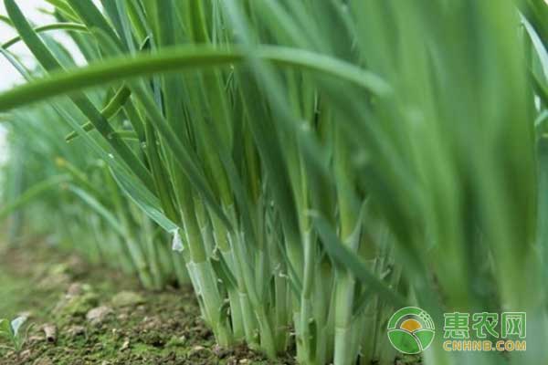 ç¢±æ€§åœŸå£¤æ”¹è‰¯æ–¹æ³•åŠç§æ¤éŸ­èœæŠ€æœ¯