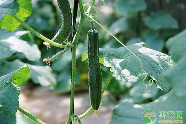 ç§æ¤é»„ç“œå¸¸è¯†ï¼šé»„ç“œå¼€èŠ±è¾…åŠ©æŽˆç²¾çš„æ–¹æ³•å’Œæ³¨æ„äº‹é¡¹