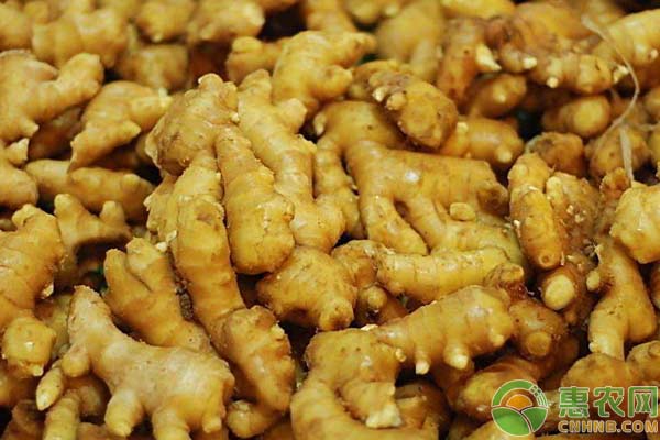 ç”Ÿå§œç§æ¤ä½ è¦æ³¨æ„è¿™å‡ ç‚¹