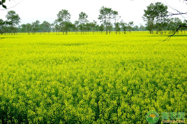 å¦‚ä½•é˜²æ²»æ²¹èœâ€œèŠ±è€Œä¸å®žâ€çš„é—®é¢˜ï¼Ÿæ²¹èœå¢žäº§ç®¡ç†å°çªé—¨