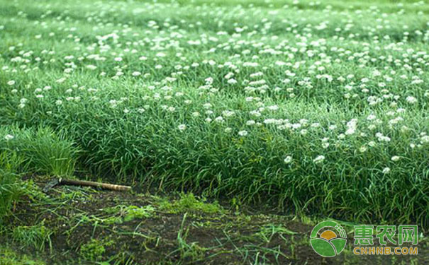 High-yield cultivation points of chives