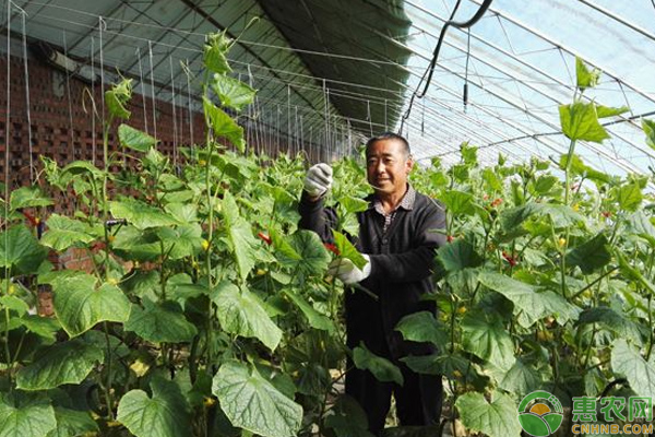 æµ…è°ˆå¯’åœ°æ£šå®¤è”¬èœæ ½åŸ¹æŠ€å·§