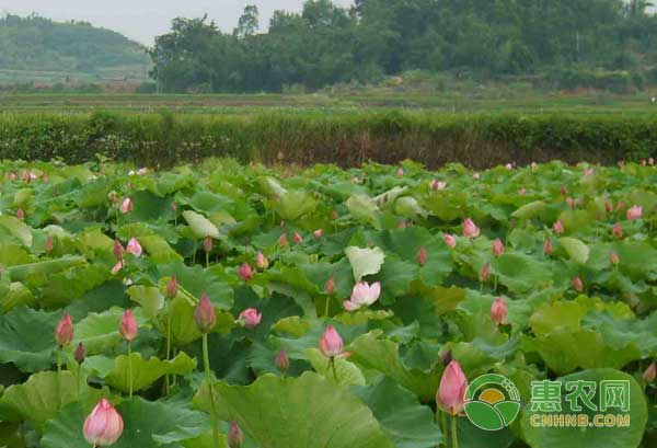 èŽ²è—•å®šæ¤åŽä¸â€œå‘æ£µâ€çš„åŽŸå› 