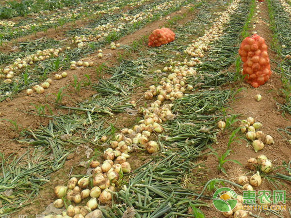 Best harvest time for onions