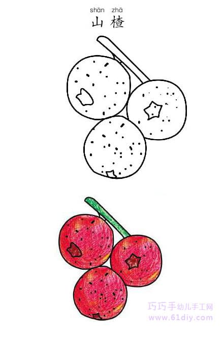 Hawthorn's stick figure and coloring (fruit)